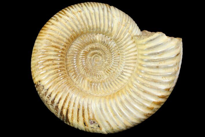 Jurassic Ammonite (Perisphinctes) Fossil - Madagascar #163135